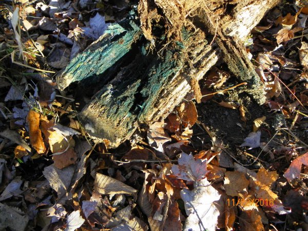 Green wood.JPG