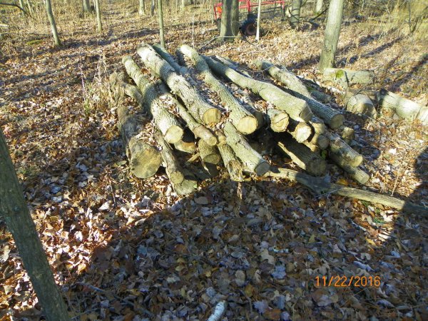 Pile of logs from GTG.JPG