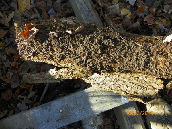 Worms on log in Nov.JPG