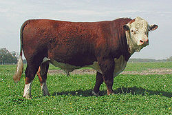 250px-PolledHereford_bull.jpg