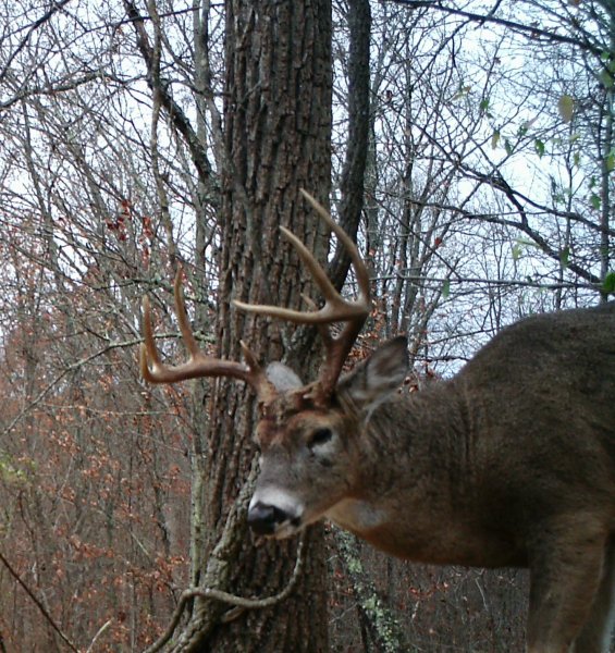Buck 2016 2.jpg
