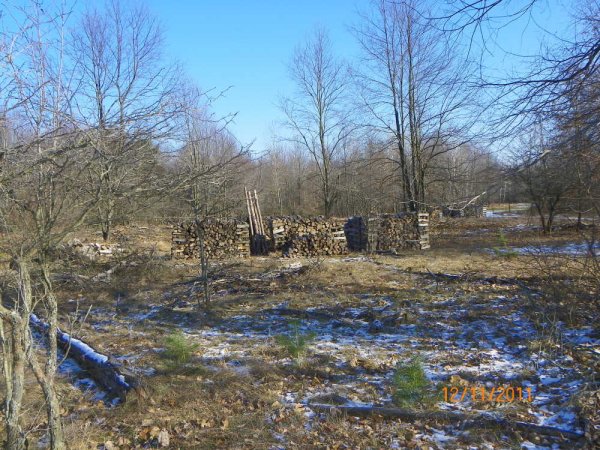Wood piles.JPG