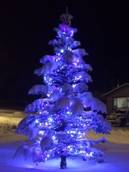 2016 Christmas spruce tree.JPG