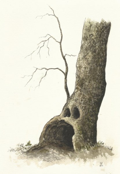 anthropomorphic-sycamore.jpg