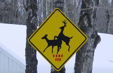 Caution-deer.jpg