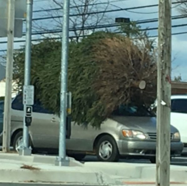 Bringing home the tree.jpg