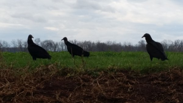 20160325_085451 resized.jpg