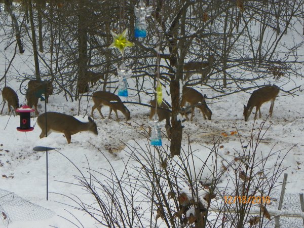 Winter feeding -12-2016b.JPG