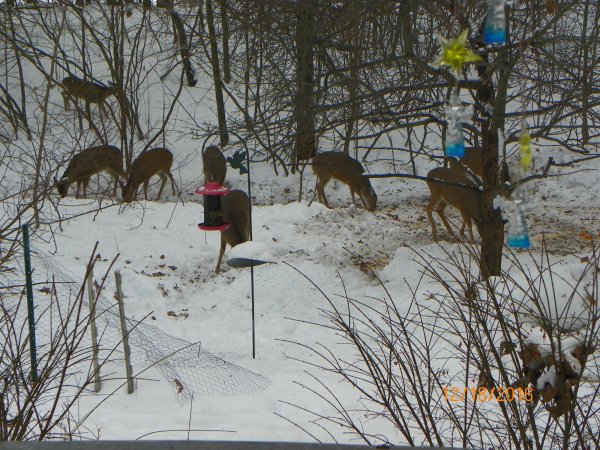 Winter feeding-12-2016a.JPG