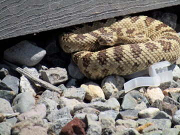 IMG_0272John's snake pile.JPG