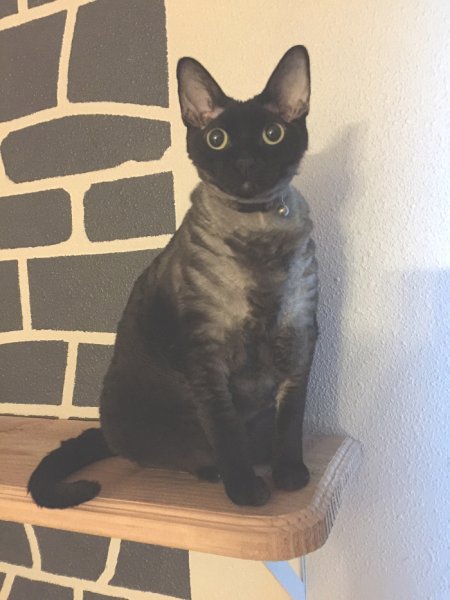 Chupi Christmas 16.JPG