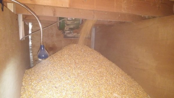 Corn1.jpg
