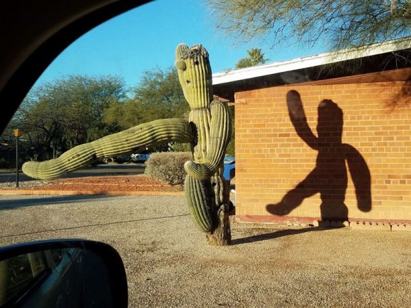 Cactus funny.jpg