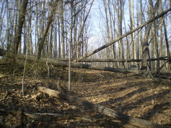 fallen_tree_one.jpg