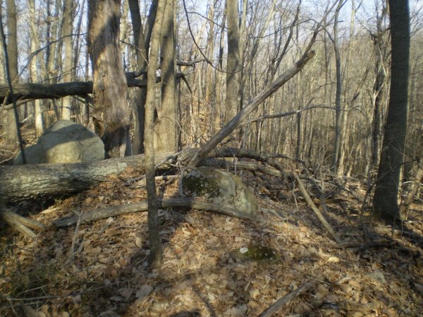 fallen_tree_two.jpg