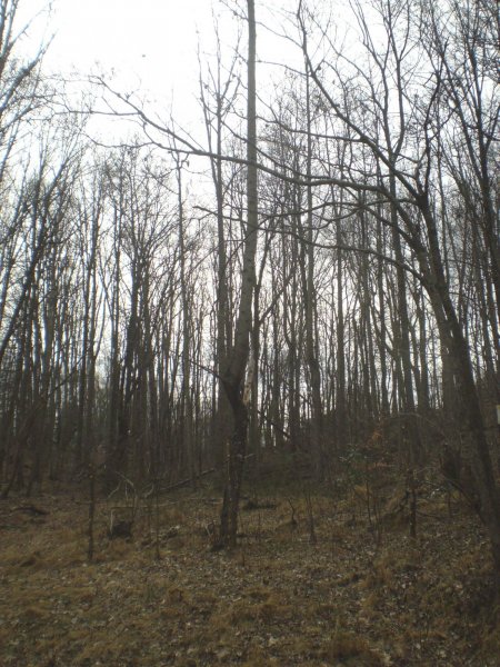 crooked_poplar_2.jpg