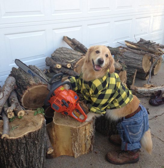 No-Idea-What-Im-Doing-Dog-using-a-chainsaw-545x557.jpg