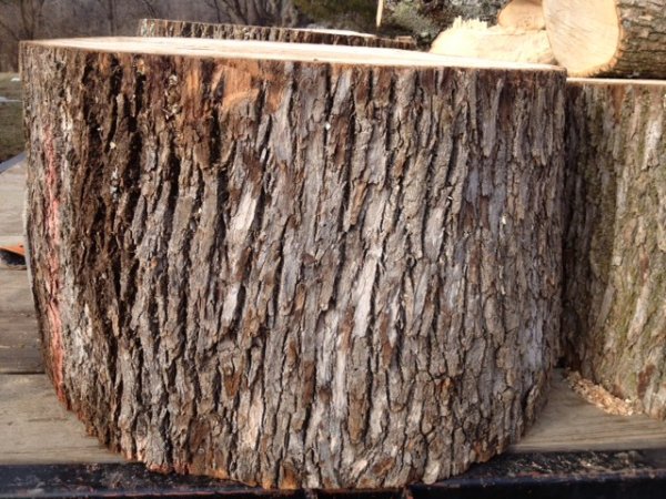ash log bark.JPG
