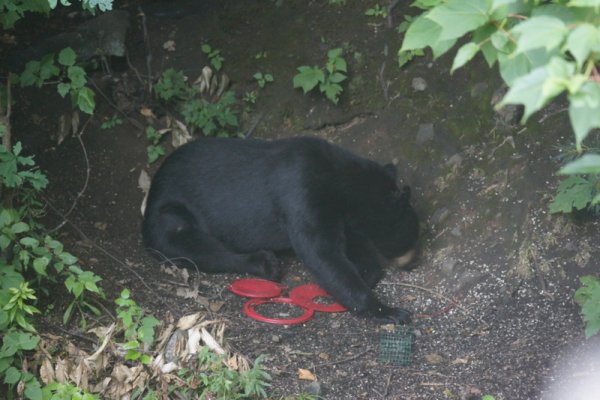 1-Hmmm, Only shells Left,.JPG