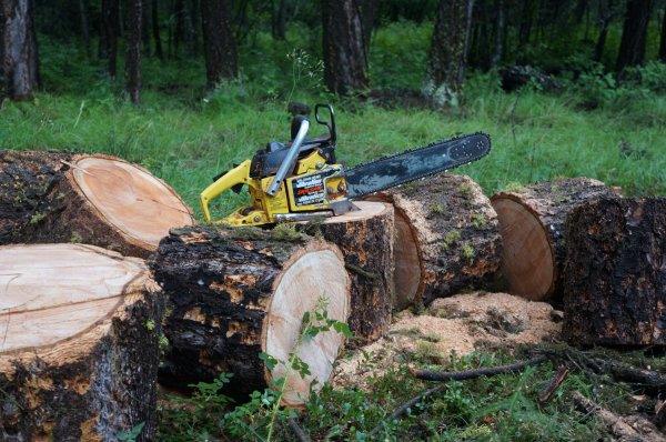 3400-Skil Fir.jpg