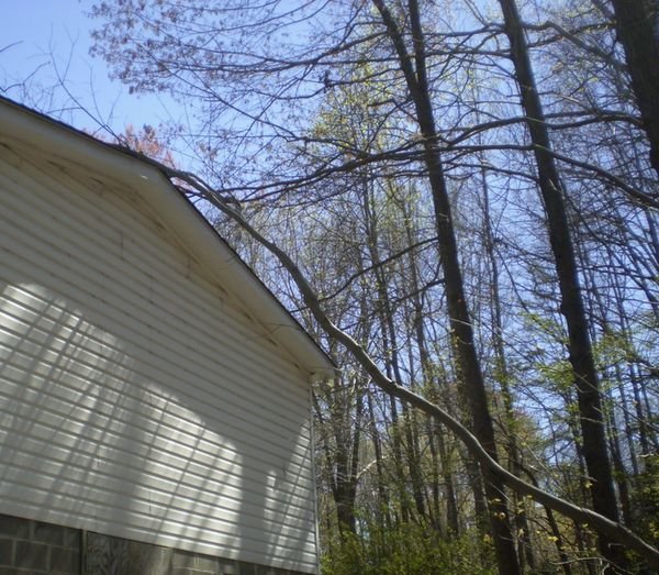 tree_on_house.jpg