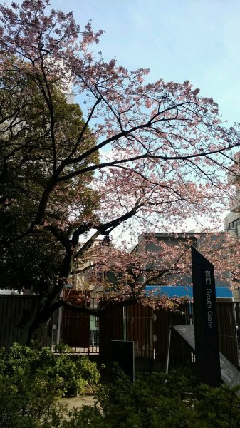 Waseda University - Cherry Blossom tree.jpg