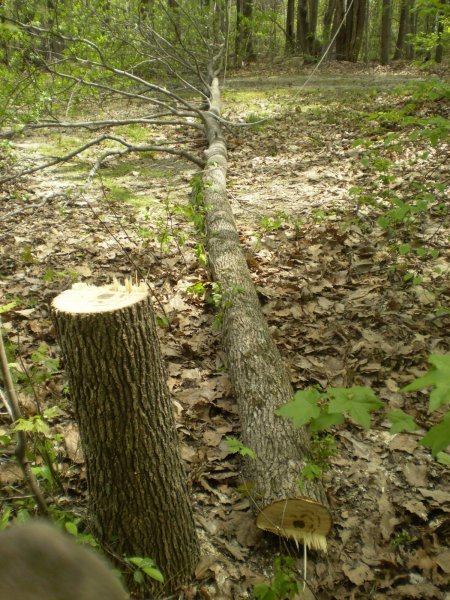 sweetgum_dropped.jpg