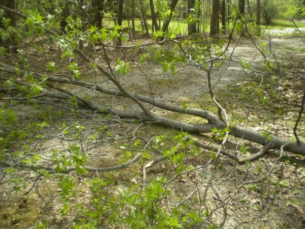sweetgum_fork.jpg