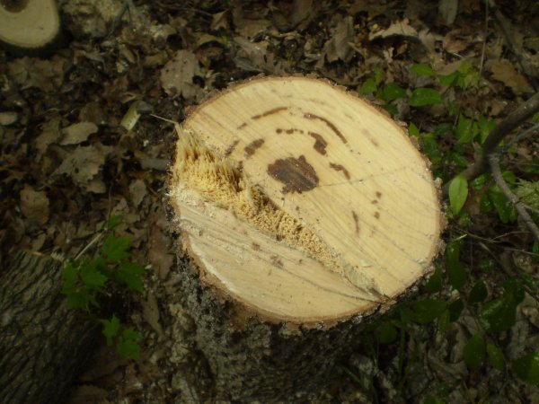 sweetgum_hinge.jpg
