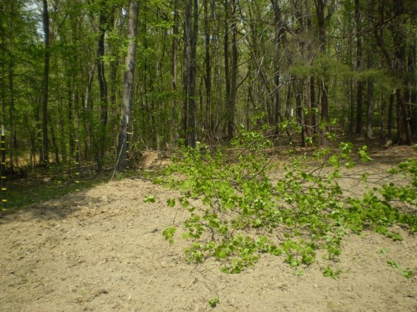back_garden_poplar_1.jpg