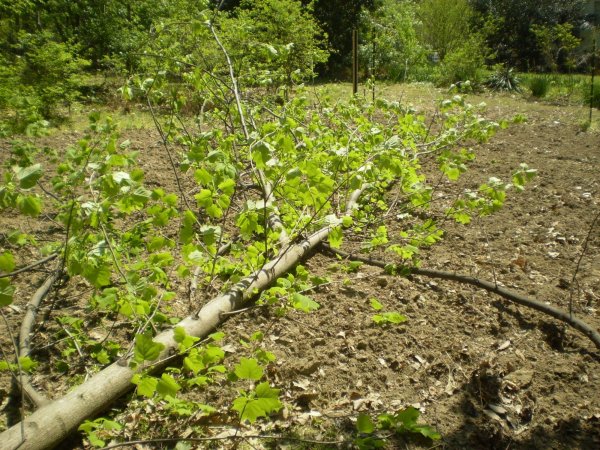 back_garden_poplar_2.jpg