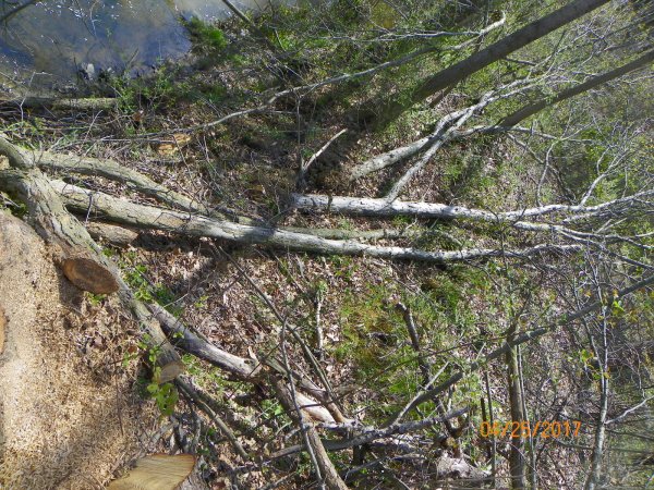 Oak limbs by creek.JPG