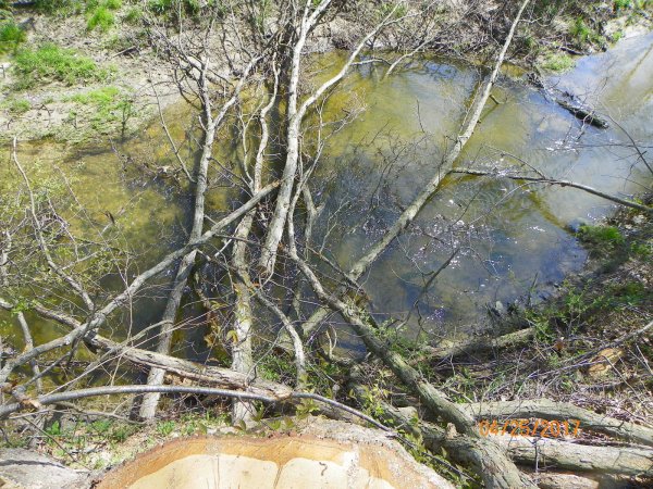 Oak limbs in creek-1.JPG