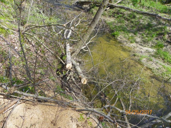 Oak limbs in creek-2.JPG