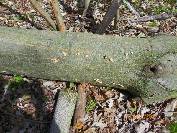 Spike tracks in oak.JPG