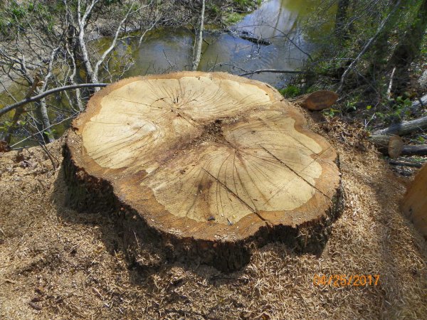 White oak stump.JPG