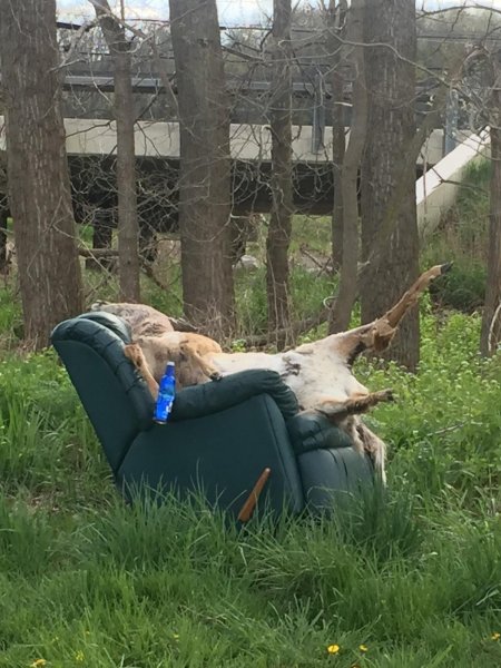 drunk deer.jpg