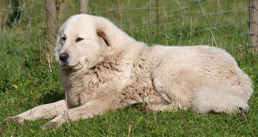 greatpyreneesf1.jpg