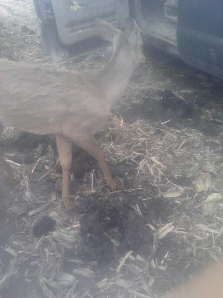 deer.png