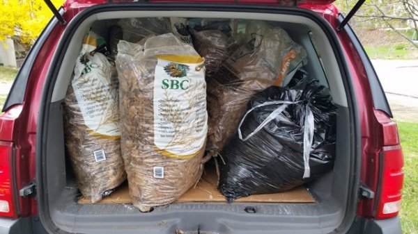 Truck filled with leaves-back.jpg