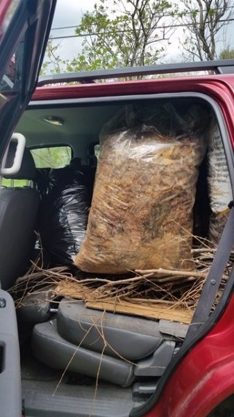 Truck filled with leaves-side.jpg
