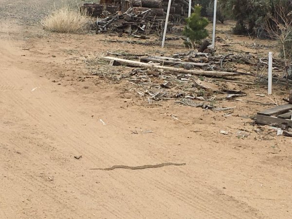 john's snake farm.JPG