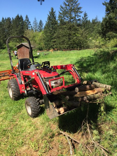 Logging with electricsaw1.JPG