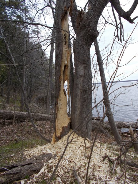 spring 002.JPG