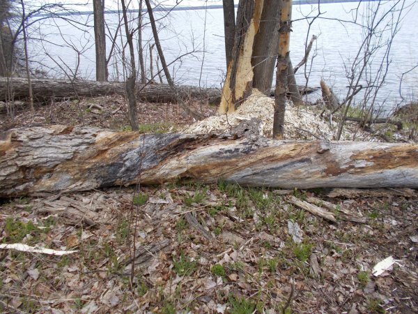 spring 003.JPG