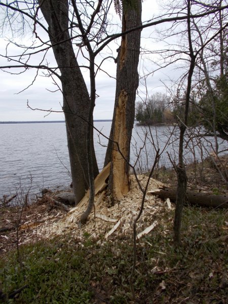 spring 004.JPG