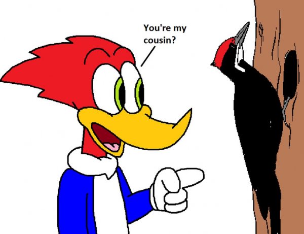 woody_woodpecker_meets_real_life_woodpecker_by_ozzyguy-d5ff73u.jpg