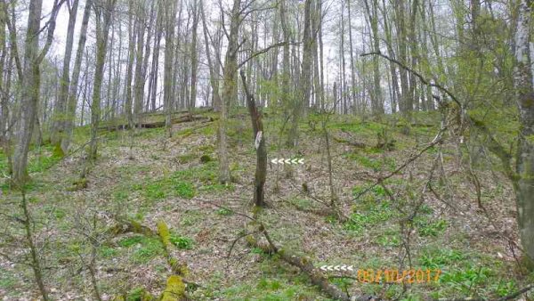 100_0226-001.JPG