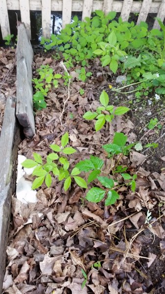 Poison ivy and other look alikes.jpg