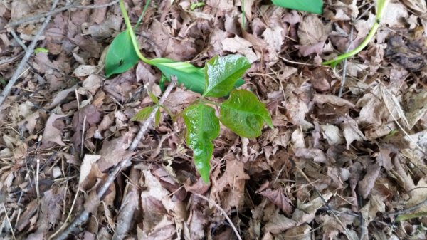 poison ivy single.jpg